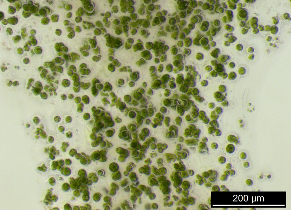Algenbiotechnologie: Mikroskopische Aufnahme einer Mikroalge. © Anja Lode / TUD