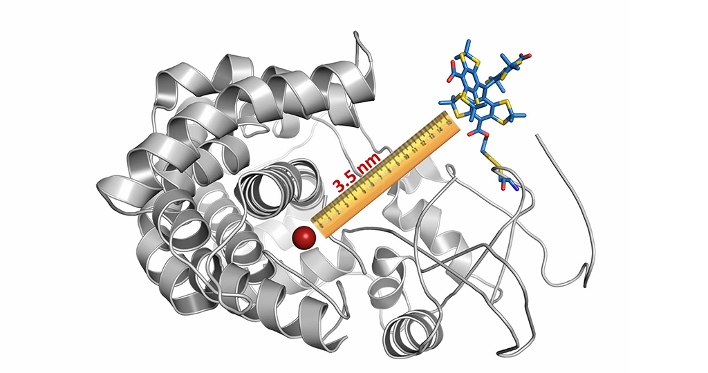 Die Wissenschaftler haben ein Cytochrom-Molekül mit einem magnetischen Etikett versehen (blau-gelb-rote Struktur rechts oben). In diesem Fall fungierte ein Bestandteil des Cytochroms (rot) selbst als zweites Label; es war also keine weitere Markierung nötig. Mit ihrer Methode konnten die Forscher dann den Abstand zwischen beiden Labeln bestimmen. © AG Schiemann / Uni Bonn