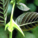 Die Dornen der Katzenkralle, Uncaria tomentosa, sind meist leicht sichelförmig gekrümmt und an der Basis der paarweise angeordneten Blätter gelegen.