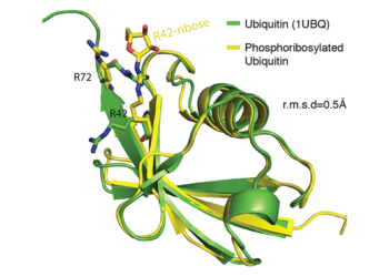 Kristallstruktur von Ubiquitin (grün) und modifiziertem Ubiquitin (gelb) mit einer zusätzlichen Phosphoribosyl-Gruppe an der Aminosäure in Position 42. © Grafik: Cell