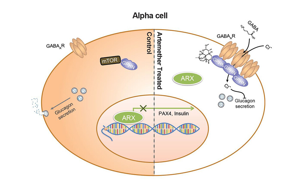 Graphische Darstellung der Wirkungsweise von Artemisinin in Alpha-Zellen. © Cell Press