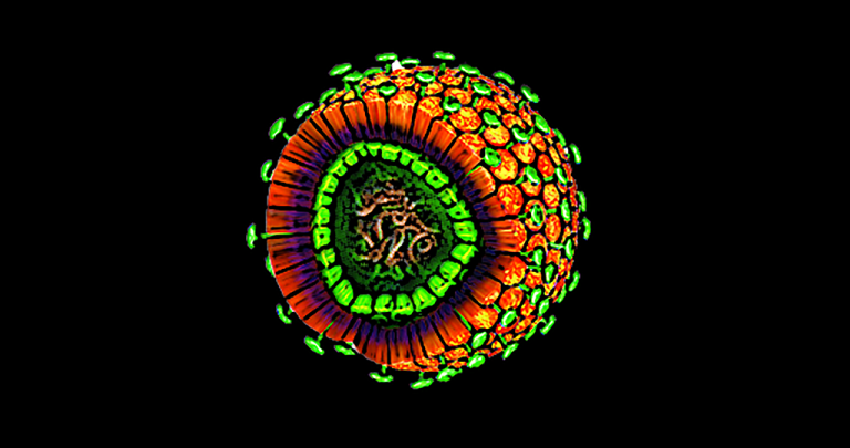 Evolution Des Hepatitis-B-Virus - MedMix