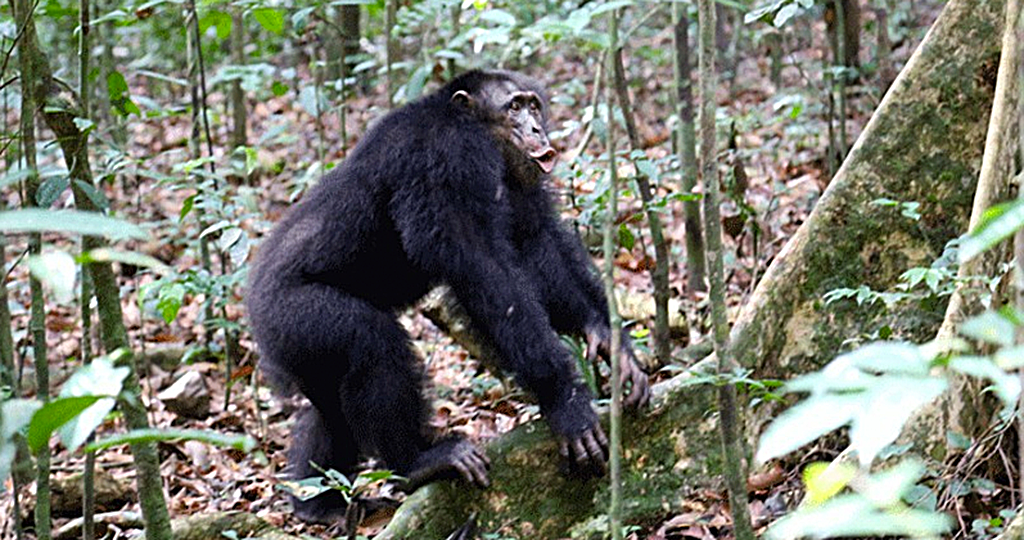 Schimpansen halten in Konflikten gegen Rivalen zusammen. © Liran Samuni
