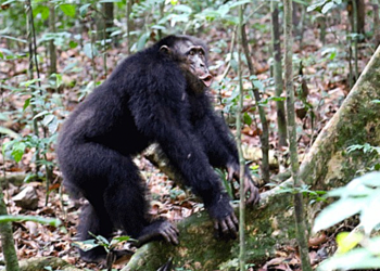 Schimpansen halten in Konflikten gegen Rivalen zusammen. © Liran Samuni