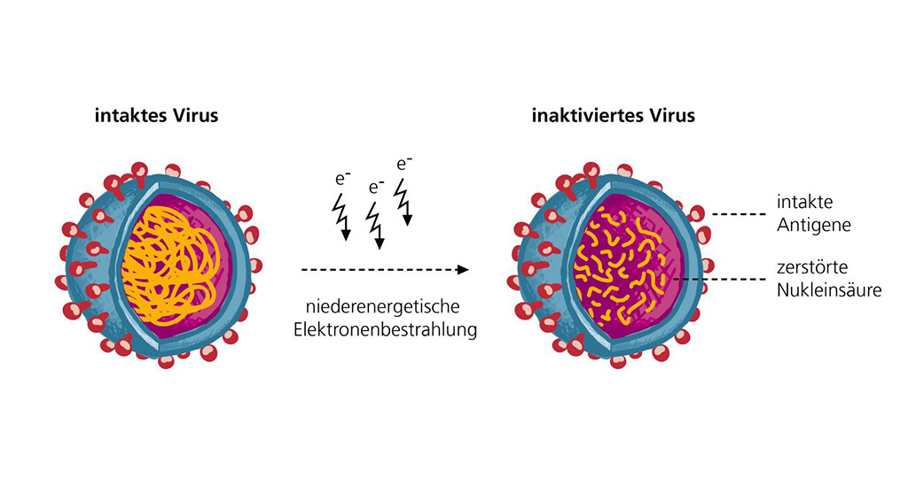 Durch die Bestrahlung mit Elektronen werden Erreger (Viren) inaktiviert. © Foto Fraunhofer IZI