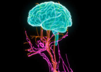 Lymphbahnen im Gehirn spielen bei der Verbindung zum Immunsystem eine zentrale Rolle. © Magic mine / shutterstock.com