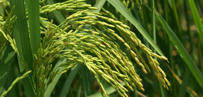 Reispflanze. © Peter Beyer