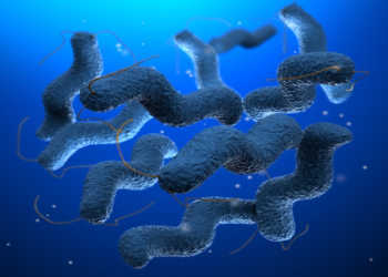 Campylobacter Bakterien © decade3d anatomy online / shutterstock.com