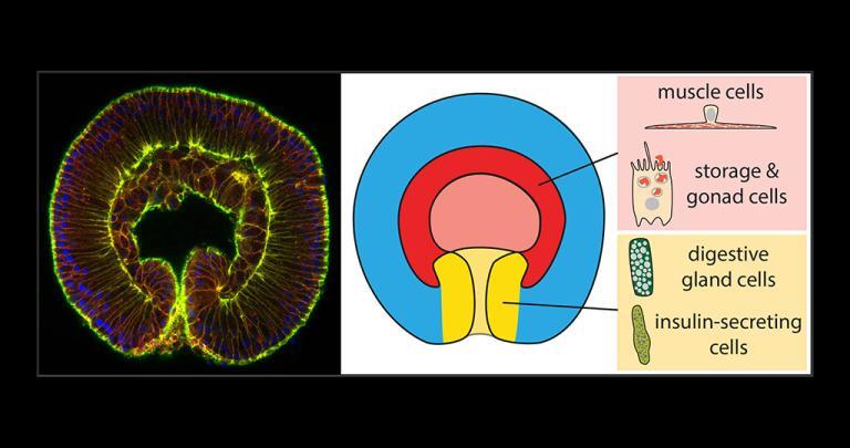Entoderm, Ektoderm und Mesoderm - MedMix