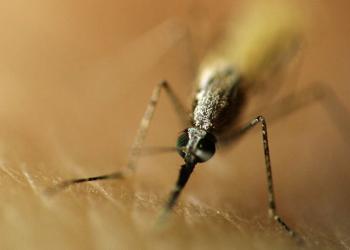 Die Anopheles-Mücke ist Überträger der Malaria tropica. © Dr. Mirko Singer