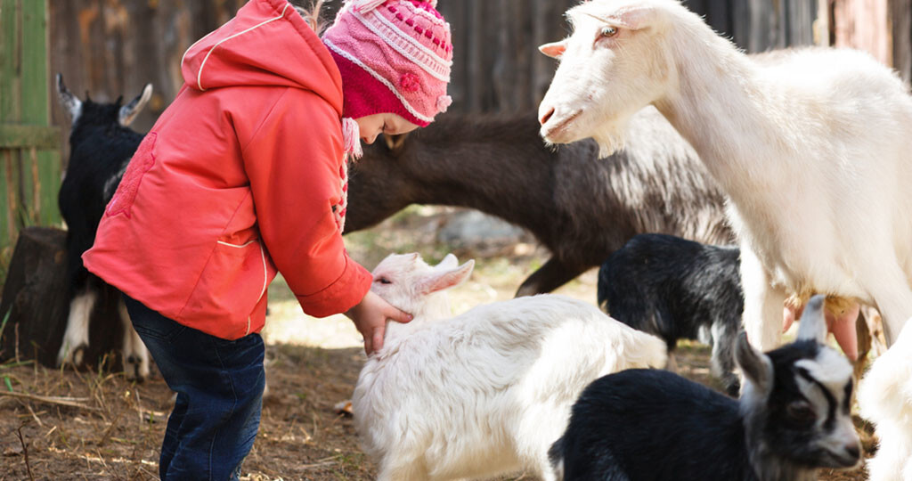 Kinder am Bauernhof erkranken seltener an Neurodermitis. © Jenoche / shutterstock.com
