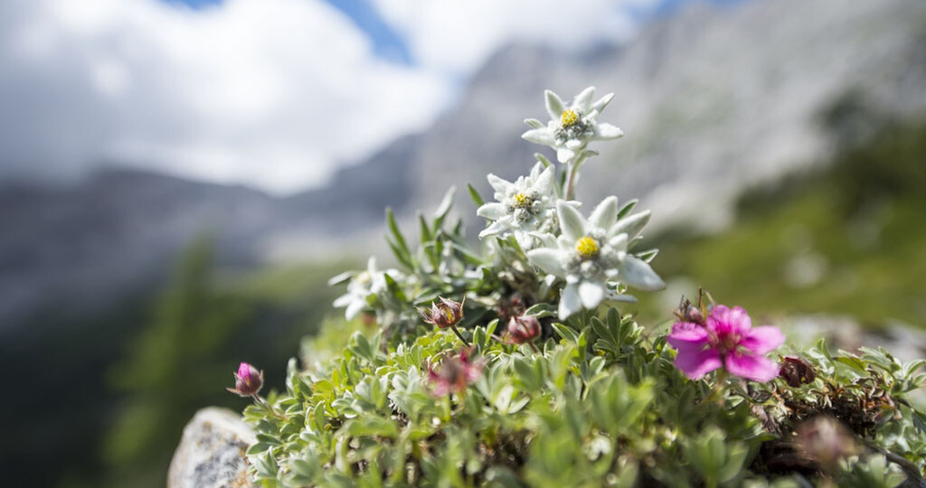 Leontopodium alpinum – das Alpen-Edelweiß © Nadine Hofer / shutterstock