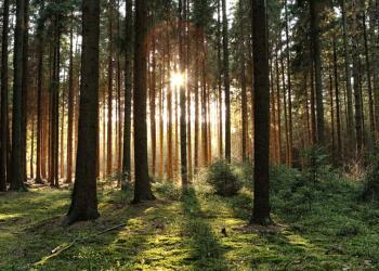 Waldbaden, japanisch Shinrin-yoku –bringt angenehme, wohltuende Effekte. © N K / shutterstock.com