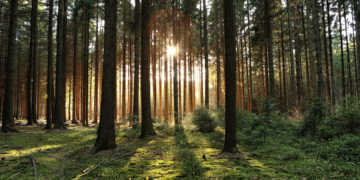 Waldbaden, japanisch Shinrin-yoku –bringt angenehme, wohltuende Effekte. © N K / shutterstock.com