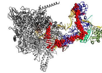 Dreidimensionale Struktur des Komplexes aus bakterieller RNA-Polymerase (hell- und dunkelgrau) und dem viralen Protein Lambda-N (rot). Das untere Ende von Lambda-N reicht in die RNA-Polymerase hinein und verbindet ihre beiden Hälften. Am oberen Ende hat Lambda-N Kontakt zur RNA (orange) und zu verschiedenen regulatorischen Proteinen (gelb, blau und grün). © Krupp / Charité