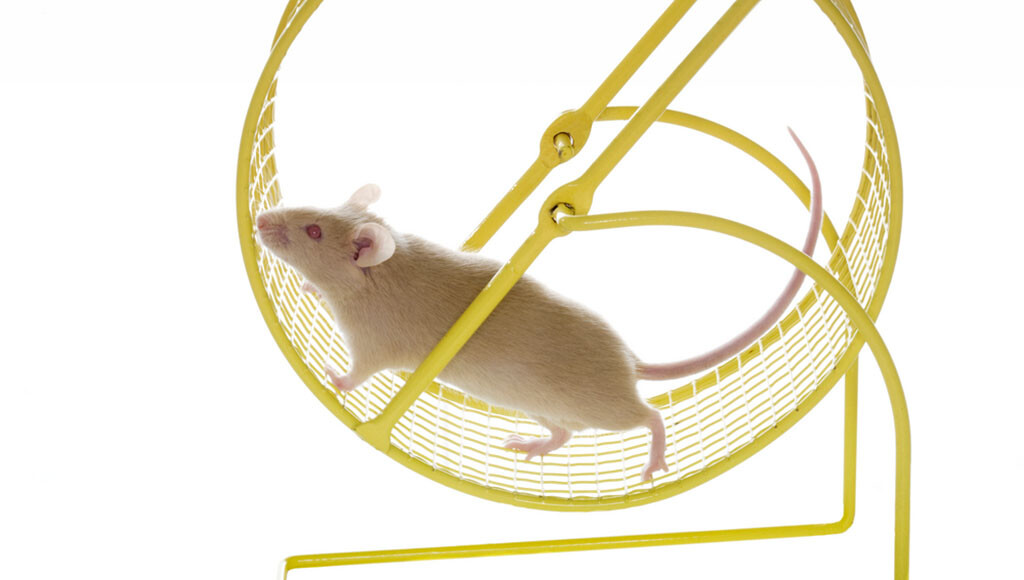 Mit dem Training im Laufrad konnten Mäuse ihre Herzmuskelzellen regenerieren. © Robynrg / shutterstock.com