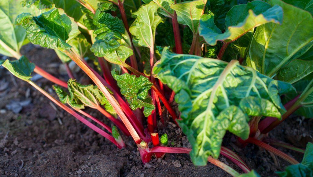 Rhabarber – süßes, gesundes Gemüse. © Diana Taliun / shutterstock.com