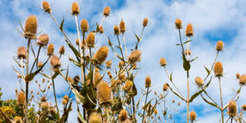 Der Hoffnungsträger Wilde Karde gegen Borreliose wirkt als Heilpflanze bei verschiedenen Beschwerden. © TinasDreamworld / shutterstock.com