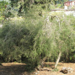 Australischer Teebaum
