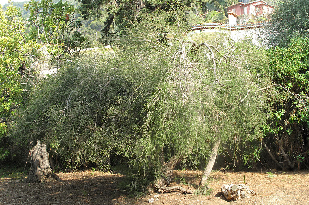 Australischer Teebaum (Melaleuca alternifolia) © Tangopaso / wikimedia