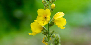 Die Königskerze ist eine wirksame Heilpflanze, die vor allem auch bei Erkältung sowie Beschwerden der Atemwege und Schleimhäute den Körper bei der Genesung unterstützt. © Iva Vagnerova / shutterstock.com