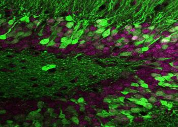 Proteinvariationen bestimmten die Vernetzung unterschiedlicher Nervenzellen im Gehirn. © Biozentrum, Universität Basel