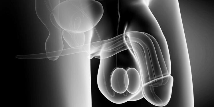 Die Penisverkrümmung – Induratio penis plastica – ist eine gar nicht so eseltene Tabukrankheit. Die Behandlung hat sich in den letzten Jahren deutlich verbessert. © Sebastian Kaulitzki / shutterstock.com