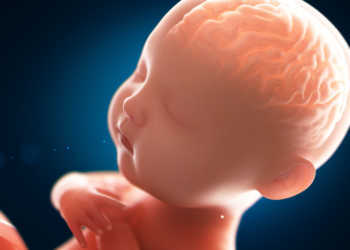 Fetus © Connect world / shutterstock.com