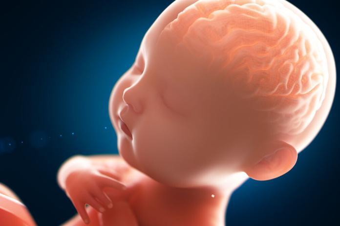 Fetus © Connect world / shutterstock.com