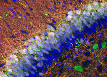 Körnerzellen (blau) verarbeiten und verschlüsseln Informationen und fügen sie zu einer Art Karte im Gyrus Dentatus zusammen. © Nature Communications