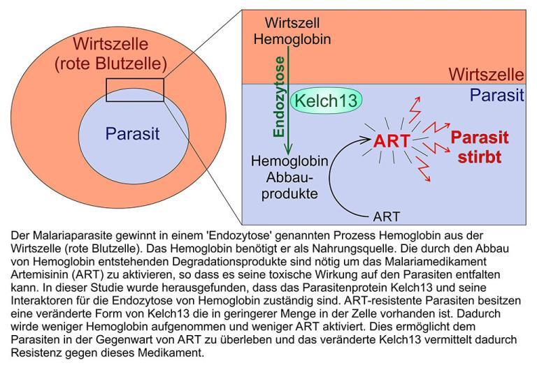 Artemisinin-Resistenz bei Malaria-Parasiten entschlüsselt: Der Parasite gewinnt in einem 'Endozytose' genannten Prozess Hemoglobin aus der Wirtszelle (rote Blutzelle). Das Hemoglobin benötigt er als Nahrungsquelle. © BNITM