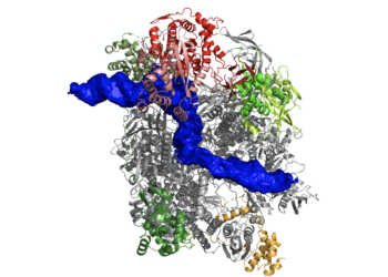 Struktur der Pockenvirus-Polymerase im frühen Stadium der Transkription. Die gebundene DNA ist in blau dargestellt. © Grafik: Clemens Grimm