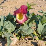 Devil’s,Claw,(harpagophytum,Procumbens),Medicinal,Plant,And,Flower.,Kalahari,Desert.