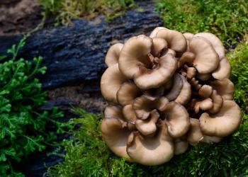 Maitake (Grifola frondosa) Pilze haben nicht nur gute Nährwerte, sondern die Wirkung seiner Naturstoffe helfen auch gegen Entzündungen, Infektionen und Viren. © puttography / shutterstock.com