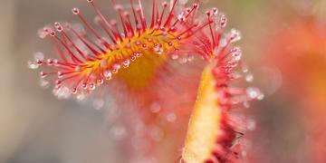 Sonnentau (Drosera rotundifolia) © Gillian-Pullinger / shutterstock.com