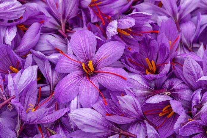 Safran wird aus den Blütennarben der mythischen Heilpflanze Crocus sativus gewonnen. © Petia_is / shutterstock.com